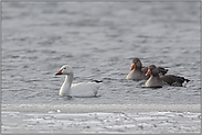 Trio... Schneegans *Anser caerulescens*