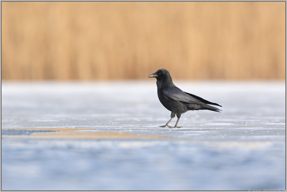 allein auf dem Eis... Rabenkrähe *Corvus corone*