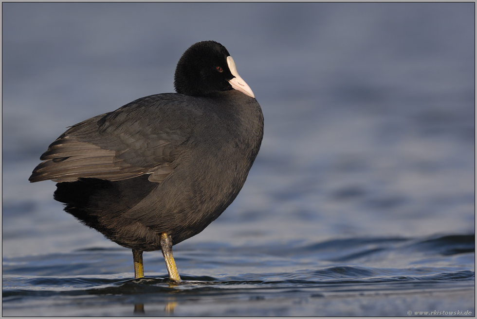 leicht verlegen... Blässralle *Fulica atra*