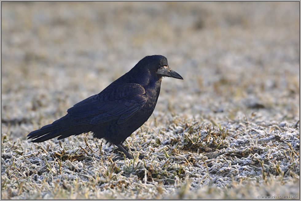 noch ein Wintergast... Saatkrähe *Corvus frugilegus*