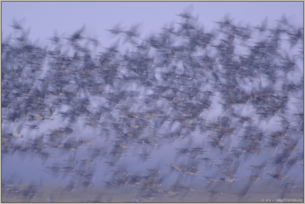 Ausflug... Wildgänse *Niederrhein*