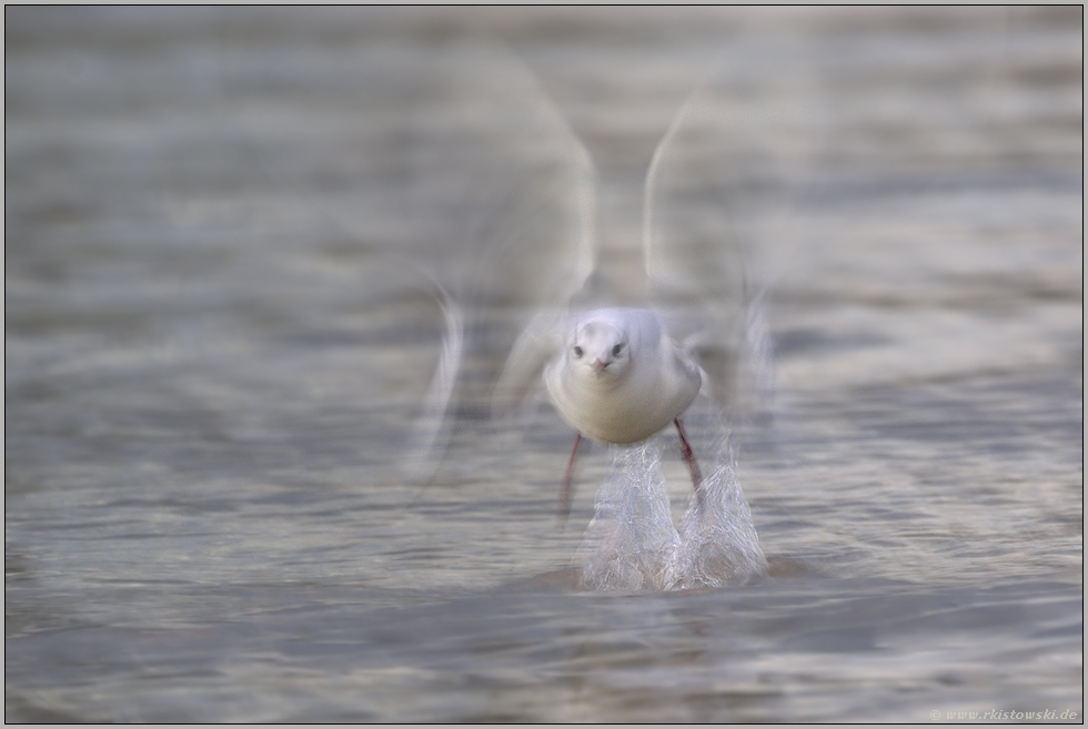 Aufbruch... Lachmöwe *Chroicocephalus ridibundus*