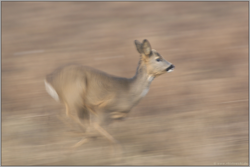 flüchtend... Reh *Capreolus capreolus*