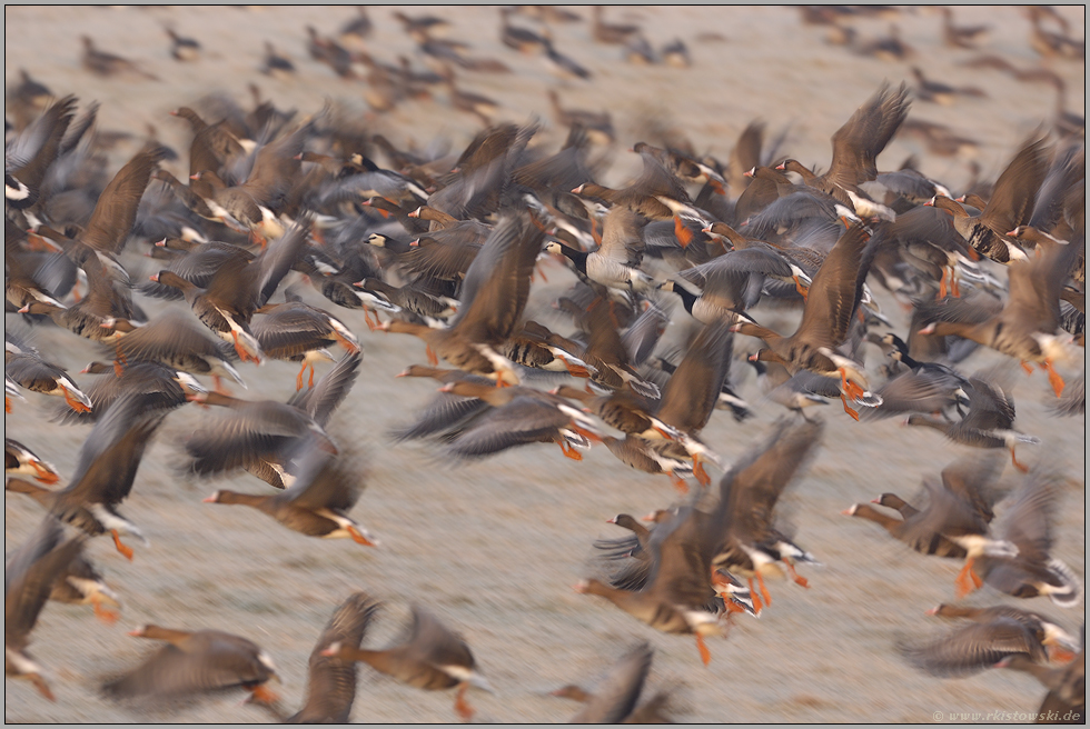 am Niederrhein... Wildgänse *arktische Gänse*