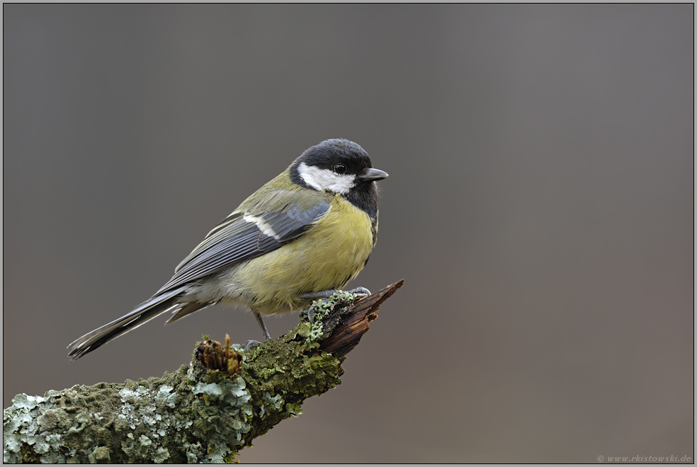am Stamm... Kohlmeise *Parus major*