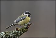 am Stamm...  Kohlmeise *Parus major*