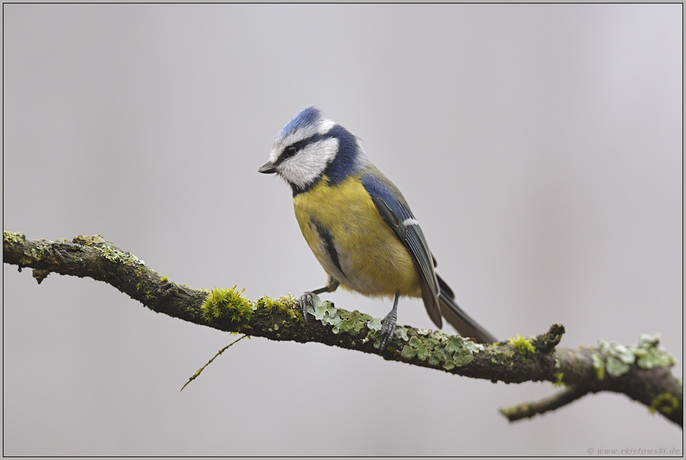 kleiner Raufbold... Blaumeise *Cyanistes caeruleus*