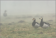 auf Sichtweite... Weißwangengänse *Branta leucopsis*