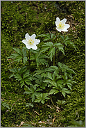 klassisch... Buschwindröschen *Anemone nemorosa*