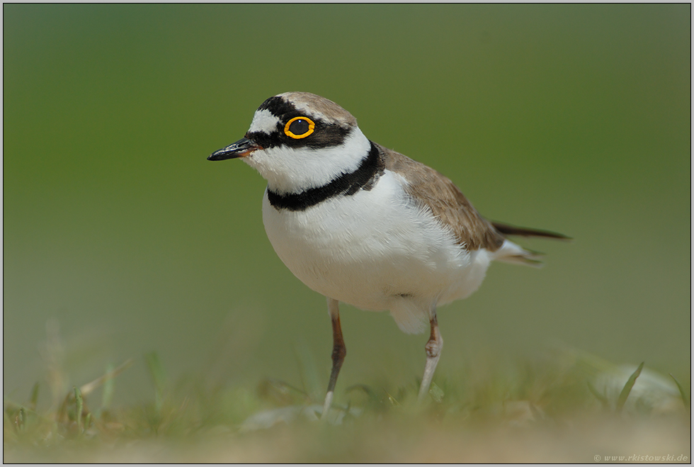 Bodenbrüter "Vogel des Jahres 1993"... Flussregenpfeifer *Charadrius dubius*