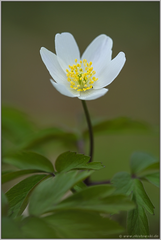 in voller Pracht... Buschwindröschen *Anemone nemorosa*