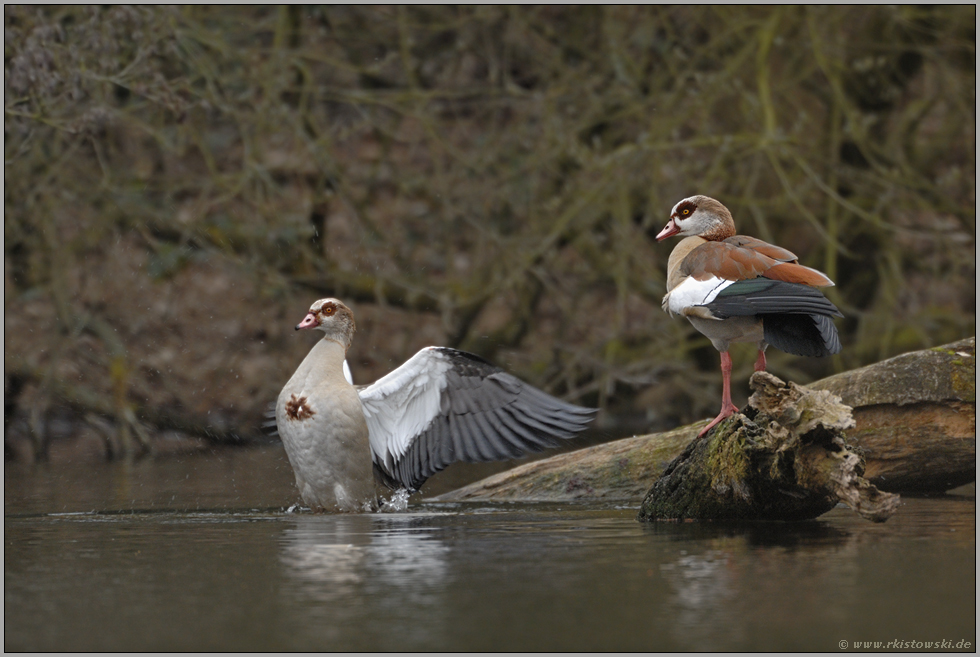 immer dabei... Nilgänse *Alopochen aegyptiacus*