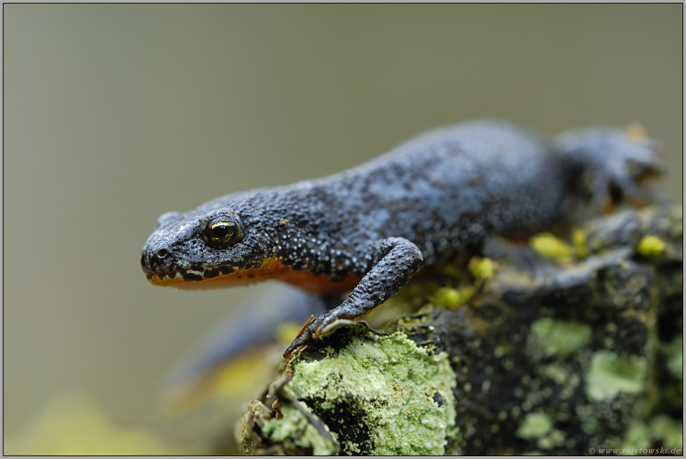 unterwegs zum Laichgewässer... Bergmolch *Ichthyosaura alpestris*