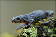 unterwegs zum Laichgewässer... Bergmolch *Ichthyosaura alpestris*