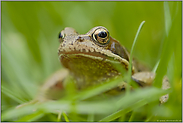 im Gras... Grasfrosch *Rana temporaria*