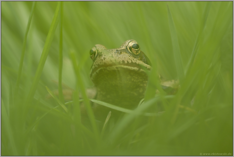 allein unterwegs... Grasfrosch *Rana temporaria*