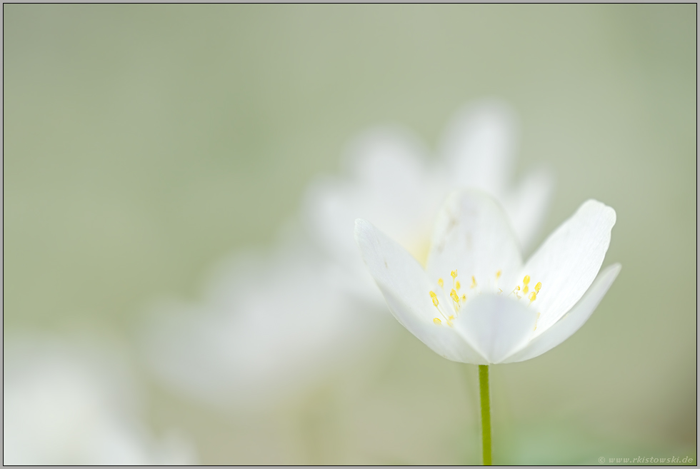 ganz in weiß... Buschwindröschen *Anemone nemorosa*