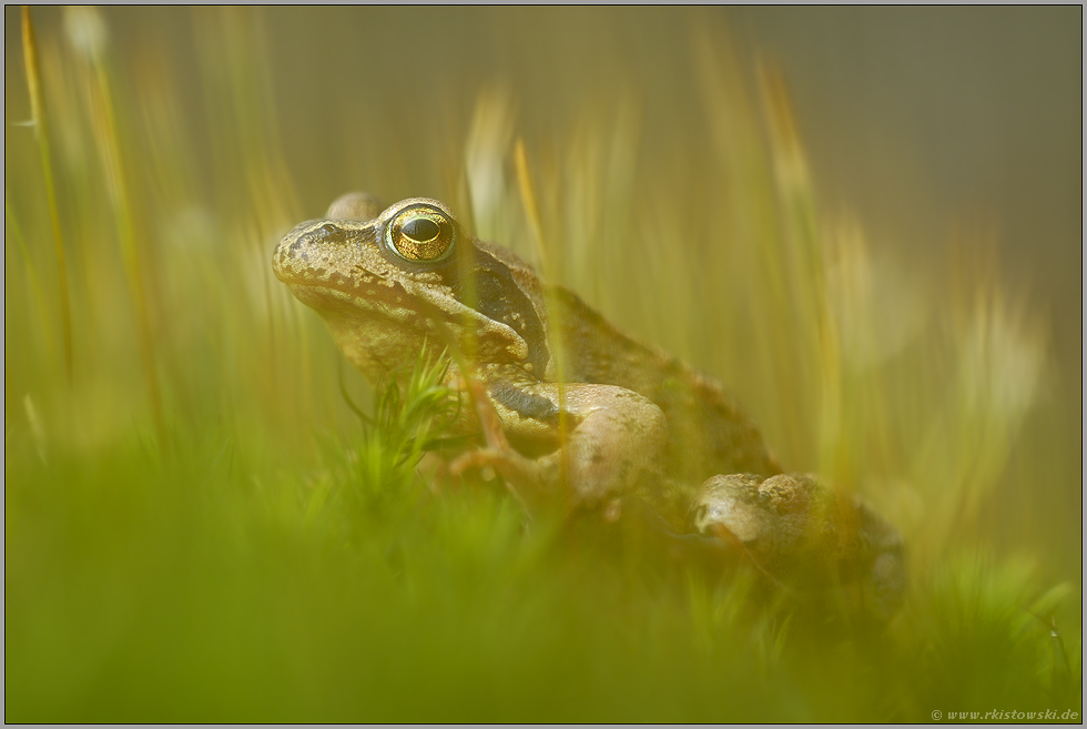 im Zauberwald... Grasfrosch *Rana temporaria*