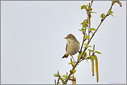 nur einen Handbreit' groß... Fitis *Phylloscopus trochilus*