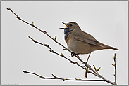 dem Wetter trotzend... Blaukehlchen *Luscinia svecica*