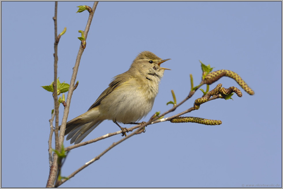 gleicher Ast, anderer Vogel... Fitis *Phylloscopus trochilus*