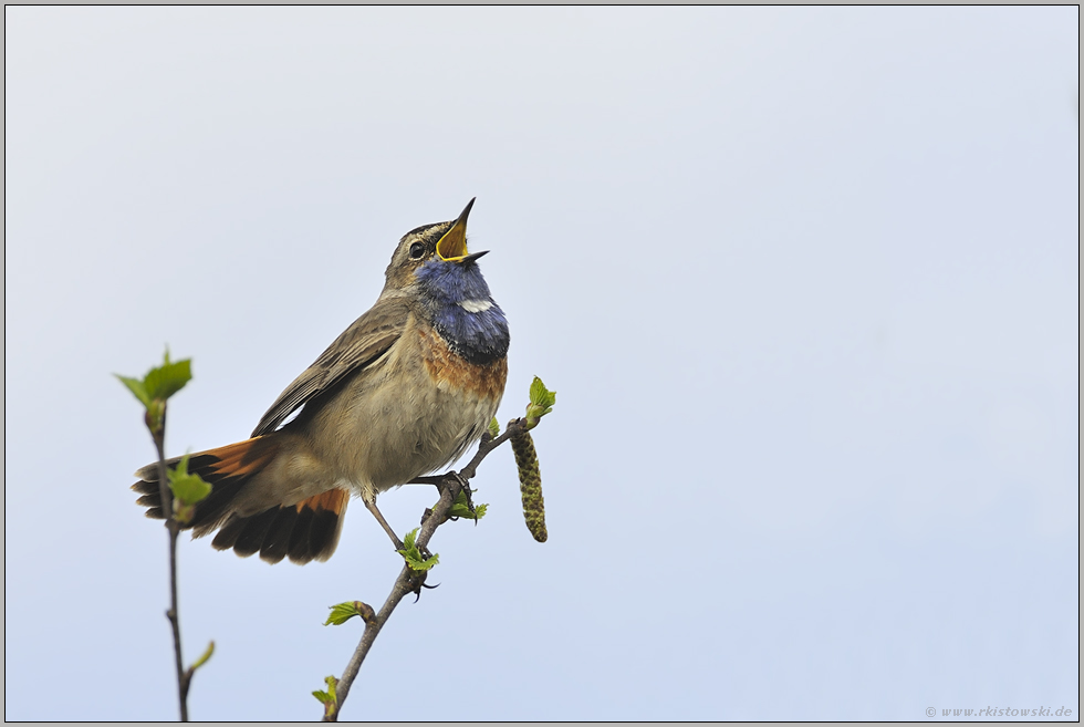 mit gefächerten Schwanzfedern... Blaukehlchen *Luscinia svecica*