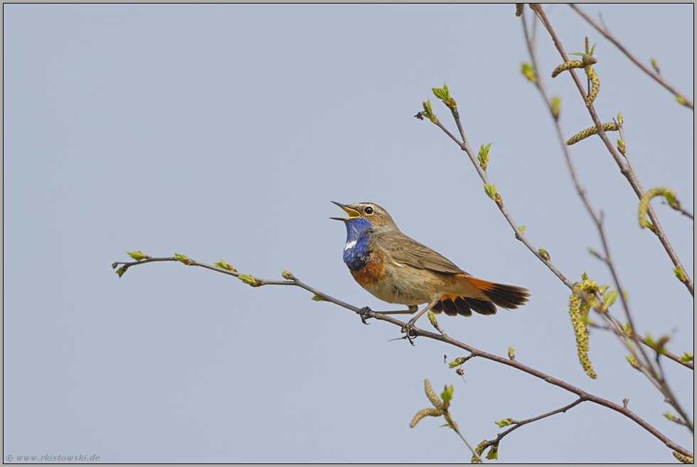 aus der Ferne... Blaukehlchen *Luscinia svecica*