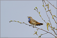 aus der Ferne... Blaukehlchen *Luscinia svecica*