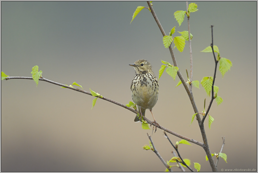 hallo Herr Nachbar... Baumpieper *Anthus trivialis*