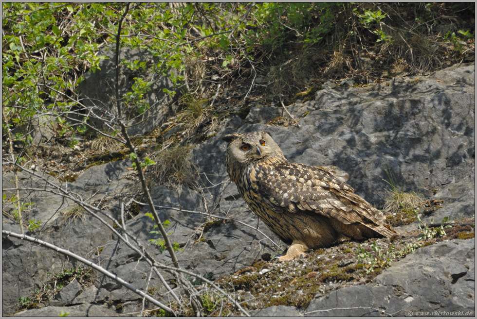 wieder heimisch... Europäischer Uhu *Bubo bubo*