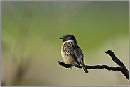 auch wieder da... Schwarzkehlchen *Saxicola torquata*