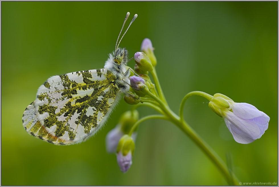 in der Wiese... Aurorafalter *Anthocharis cardamines*