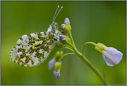 in der Wiese... Aurorafalter *Anthocharis cardamines*