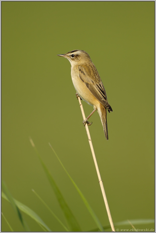 ein kleiner Schilfgraben... Schilfrohrsänger *Acrocephalus schoenobaenus*