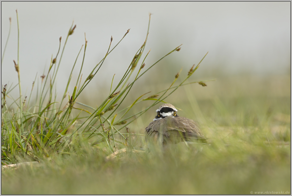 unter Beobachtung... Flussregenpfeifer *Charadrius dubius*