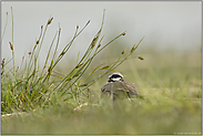 unter Beobachtung... Flussregenpfeifer *Charadrius dubius*