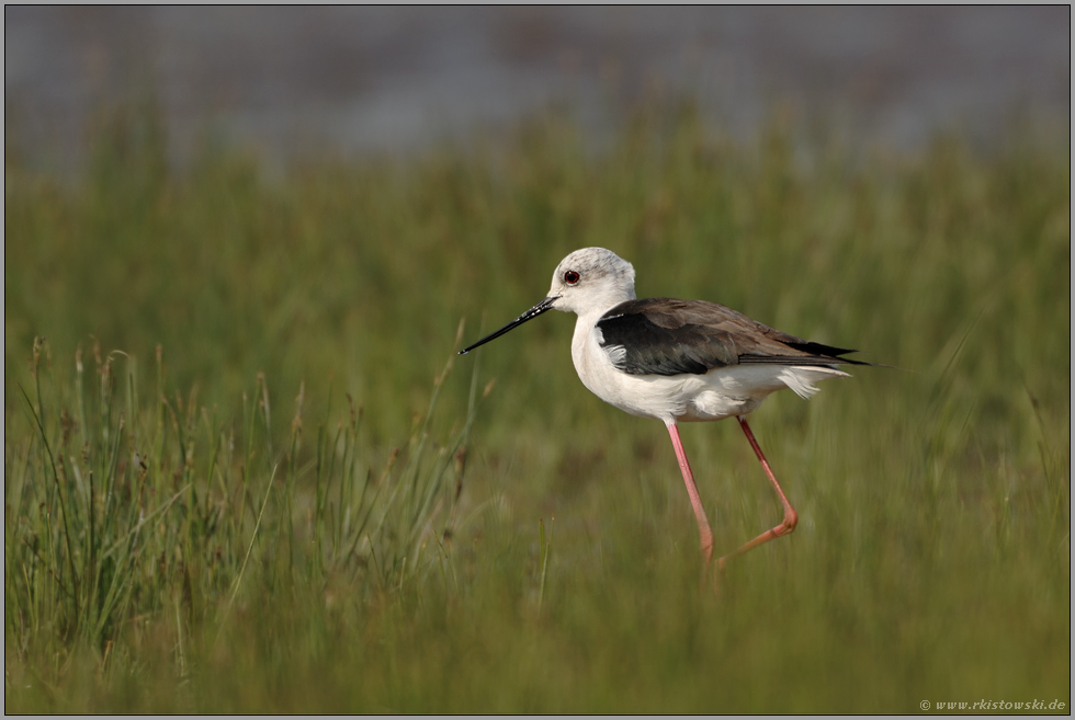 auf hohen Hacken... Stelzenläufer *Himantopus himantopus*