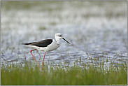 am Wasser... Stelzenläufer *Himantopus himantopus*