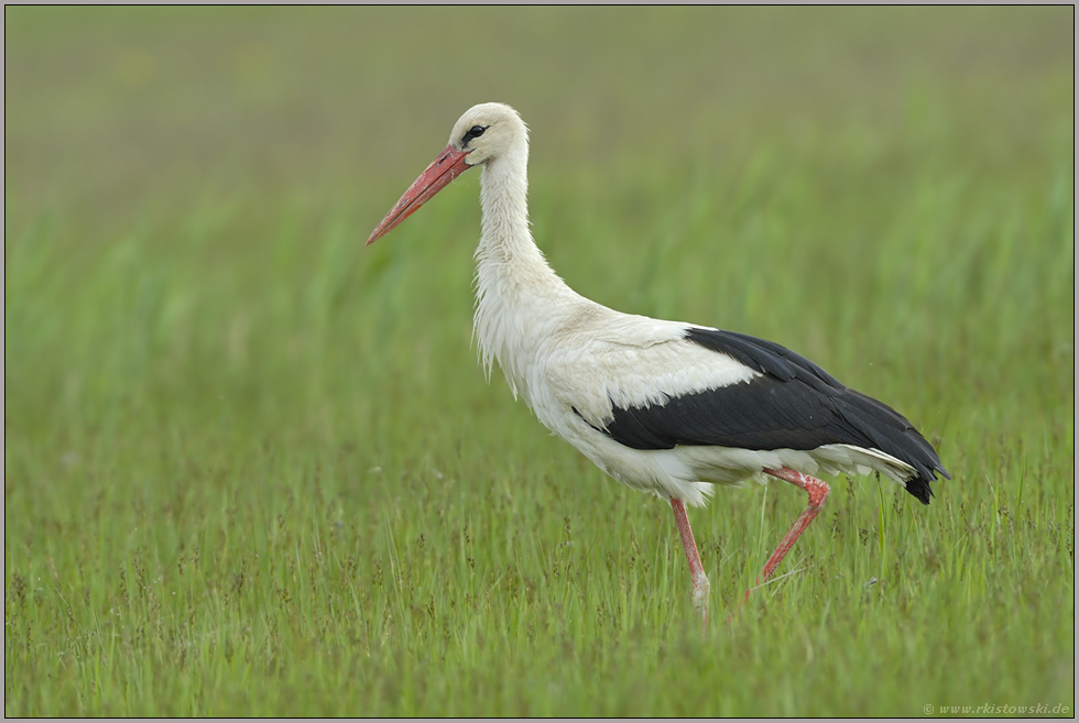 Adebar... Weißstorch *Ciconia ciconia*