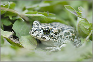 gut getarnt... Wechselkröte *Bufo viridis*