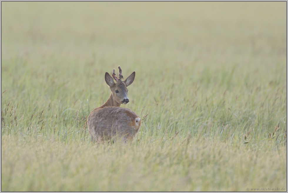 auf zur nächsten Runde... Rehbock im Bast *Capreolus capreolus*