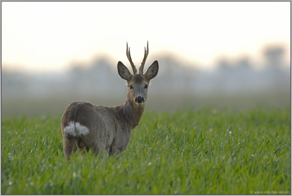 frühes Gegenlicht... Rehbock *Capreolus capreolus*