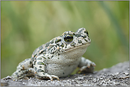 satt und zufrieden... Wechselkröte *Bufo viridis*