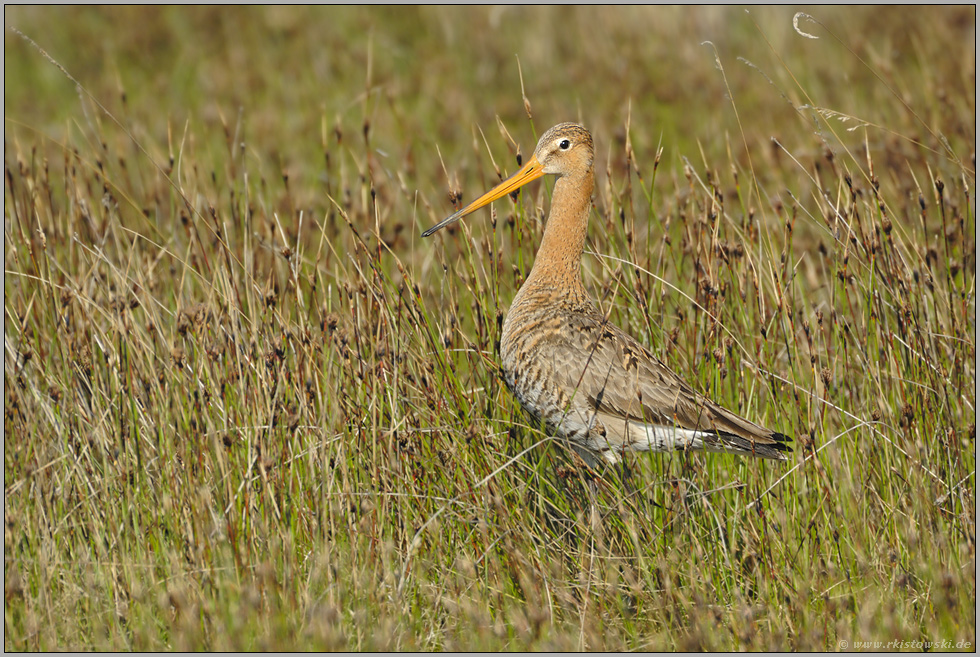 dumme Schnepfe... Uferschnepfe *Limosa limosa*