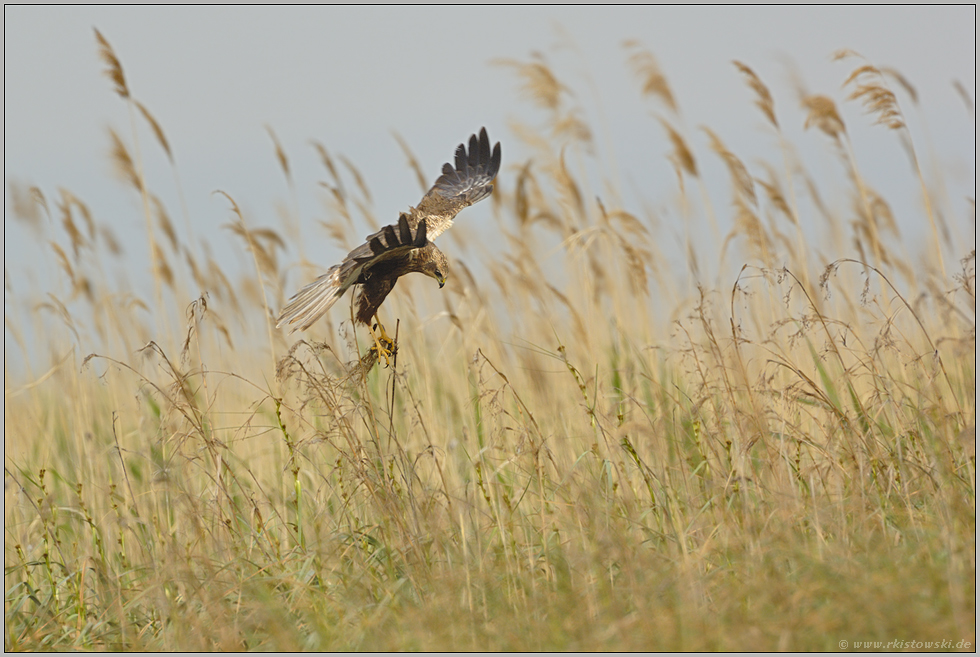 am Nest... Rohrweihe *Circus aeruginosus*