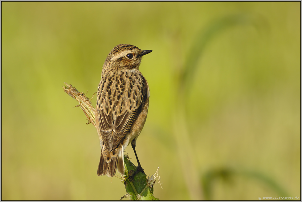 alleine... Braunkehlchen *Saxicola rubetra*