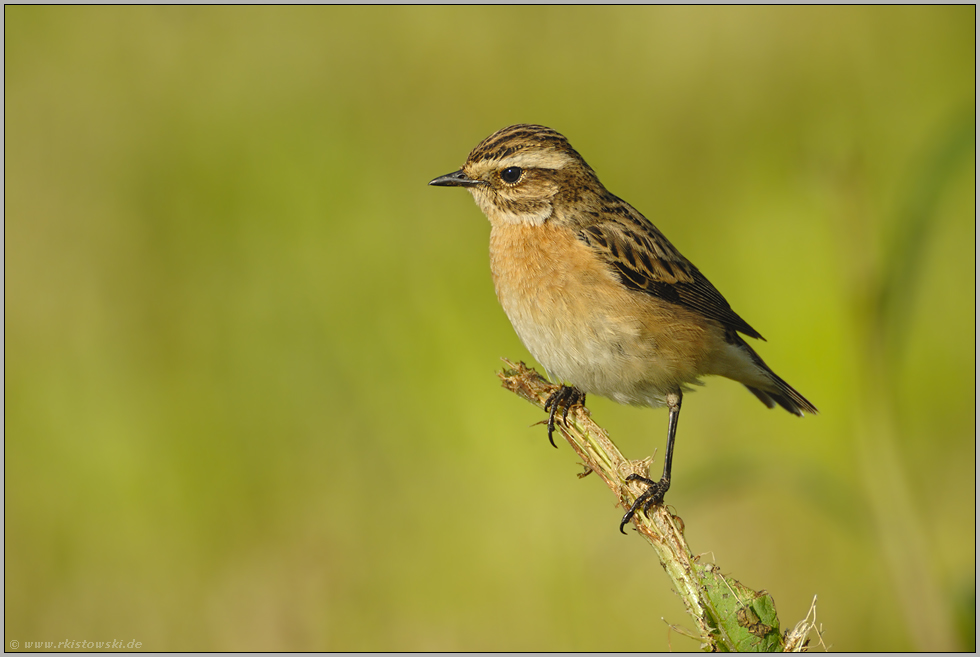 im Querformat... Braunkehlchen *Saxicola rubetra*