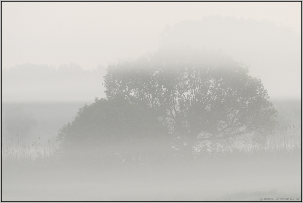 bei Tagesanbruch... Landschaft *im Nebel*