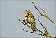 Sängerknabe... Baumpieper *Anthus trivialis*