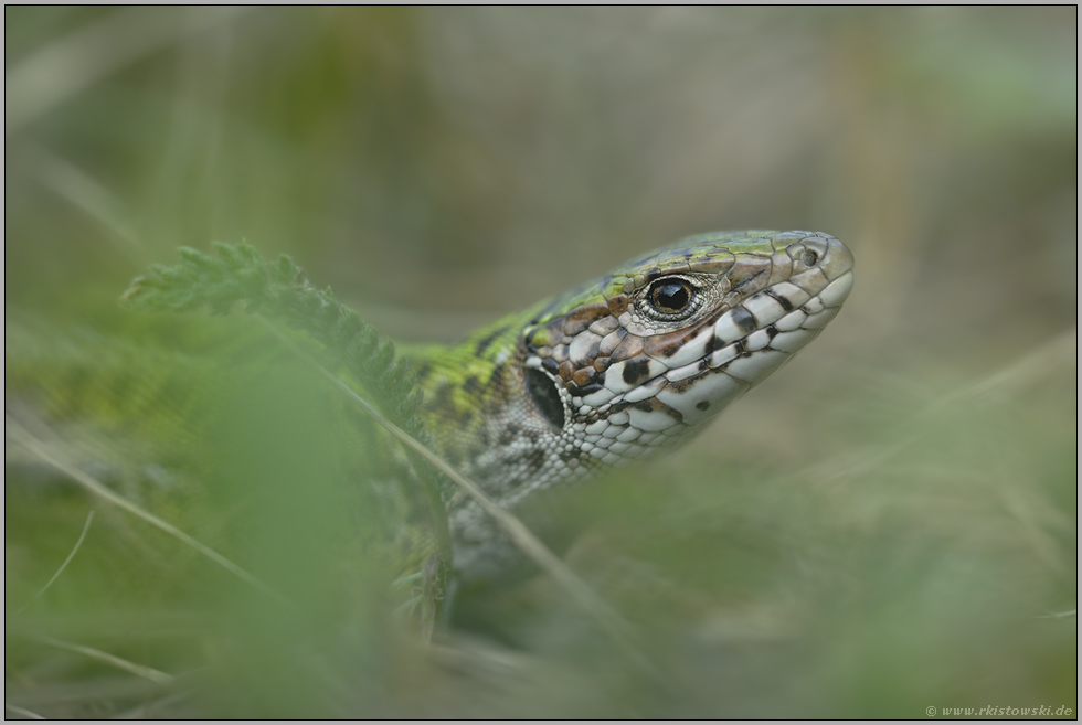 versteckt... Smaragdeidechse *Lacerta viridis*